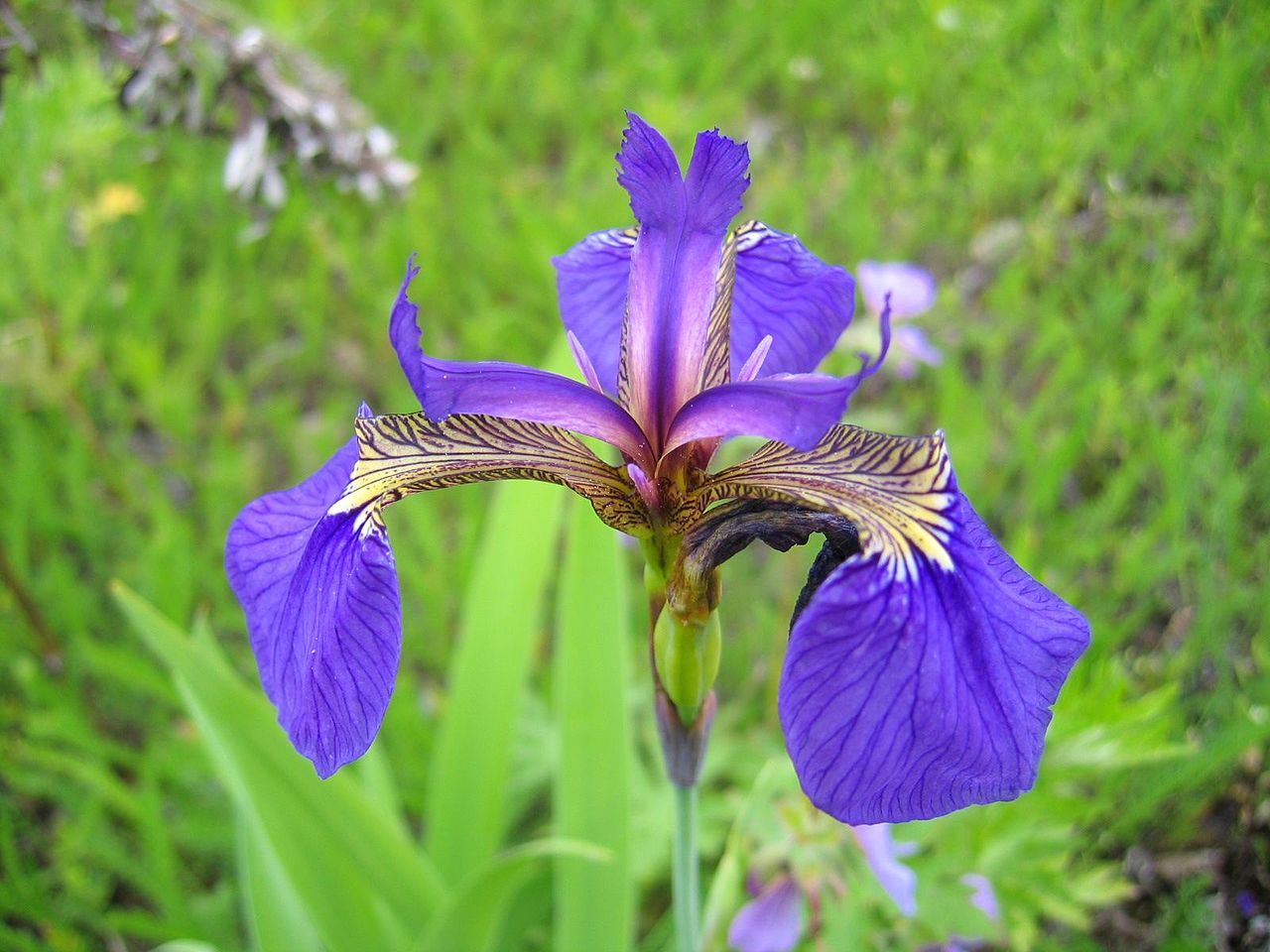 Iris setosa flower