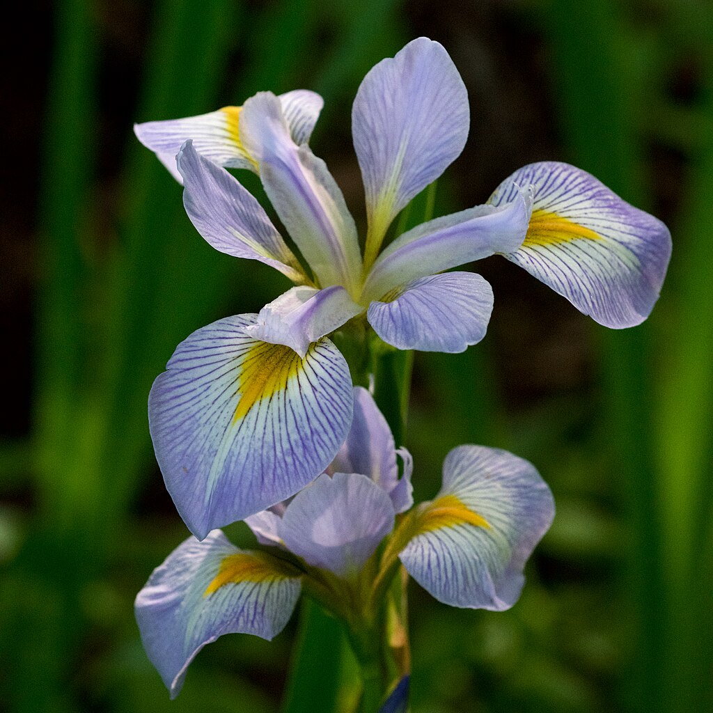 Iris virginica flower